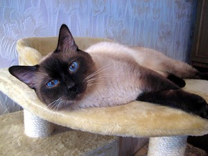 כללים לטיפול בחתולים תאילנדים