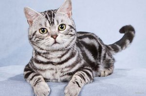 חתול אמריקאי