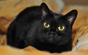 חתול בומביי