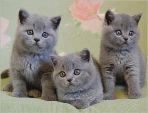 חתולים בריטיים