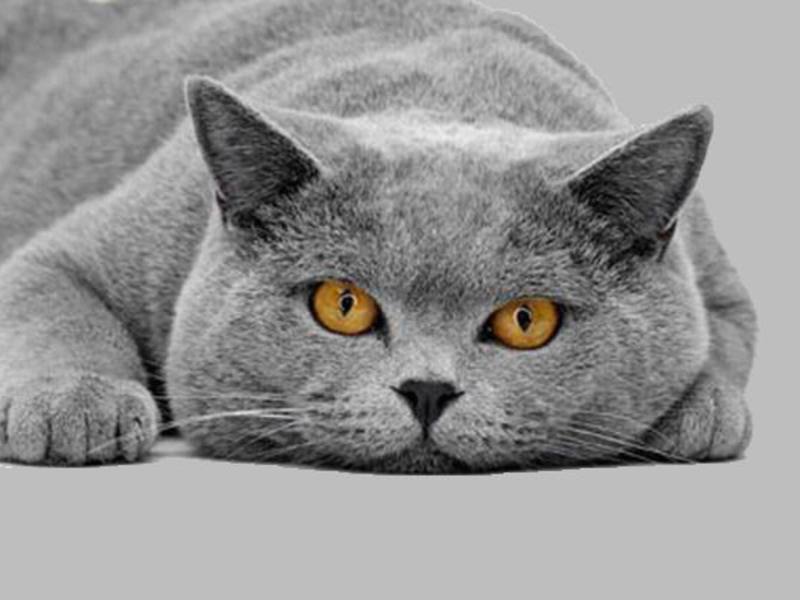 חתול כחול בריטי