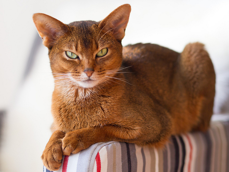 גזע חתולי אביסיני