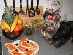 מה להאכיל גור יורקשייר טרייר מה להאכיל גור