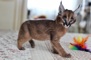 מאפייני גורי קרקל