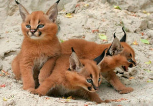 היסטוריה של הקרקלים ותיאורם