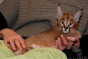 תיאור אופי והתנהגות של גורי קרקל