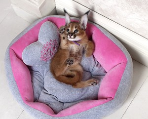 עצות וטרינרים כיצד ומה להאכיל את הקרקלים