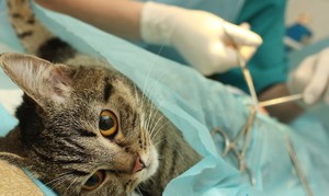 למה יש צורך לסרס או לעקר חתולים? סיבות לעיקור וסירוס חתולים