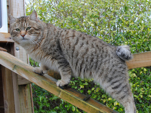 מהן ההשלכות של אי עיקור או סירוס חתולים? תיאור ההשלכות של אי עיקור/סירוס חתולים