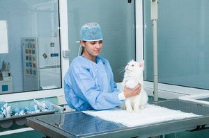 כמה עולה לעקר או לסרס חתול? עלות העיקור-סירוס והגורמים המשפיעים עליה