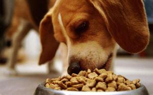 יתרונות וחסרונות של מזון לכלבים של אקאנה