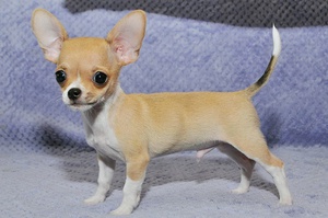 דיאטת צ'יוואווה