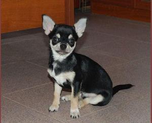 תזונה לכלבים בצ'יוואווה