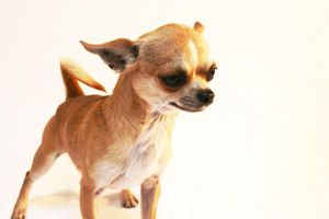 צ'יוואווה הוא גזע הכלבים העתיק ביותר.