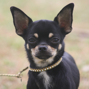 איך לטפח את הפרווה של צ'יוואווה