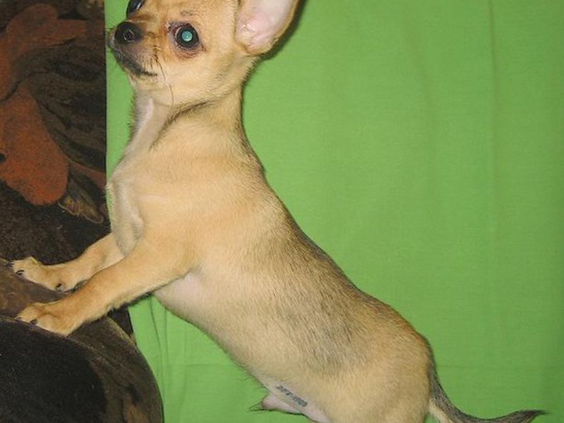 איך לטפל כראוי בכלב