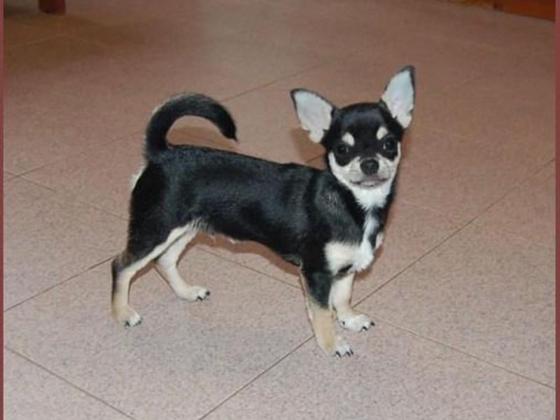 צ'יוואווה חלקלק