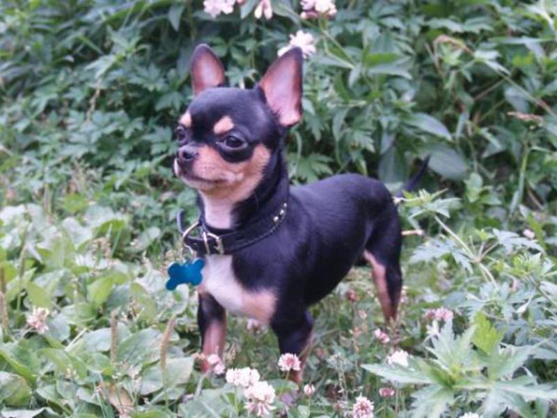 מזג כלב צ'יוואווה