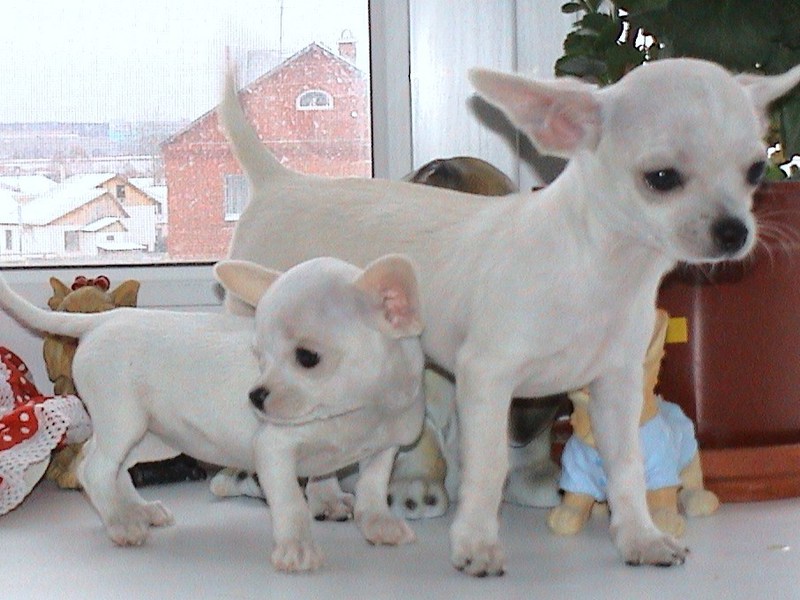 טיפול בצ'יוואווה