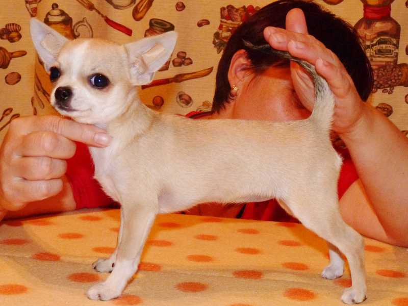 גזעי כלבים קטנים