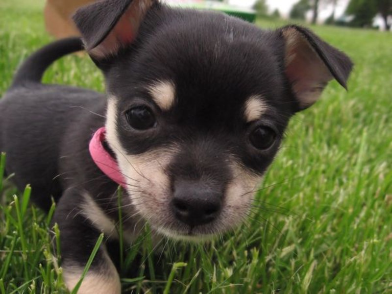 צ'יוואווה הוא גזע הכלבים העתיק ביותר.