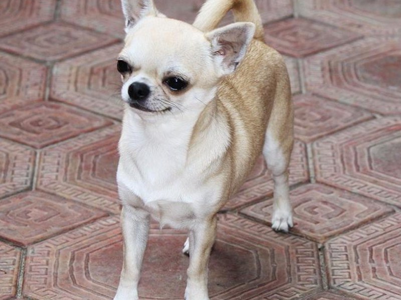 גור צ'יוואווה בעל פרווה חלקה