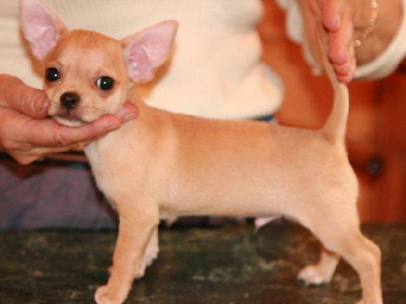 תכונות צ'יוואווה