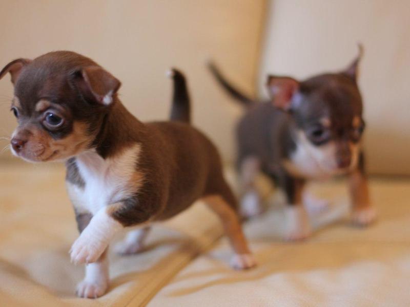 צ'יוואווה עליז בעל פרווה חלקה