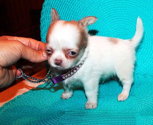 מיני צ'יוואווה