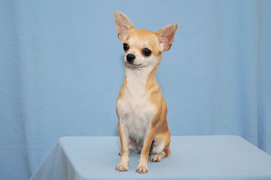 מאפייני גזע כלבים מיני צ'יוואווה