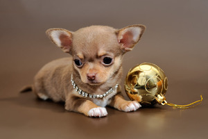 גורת צ'יוואווה מיניאטורית יפהפייה