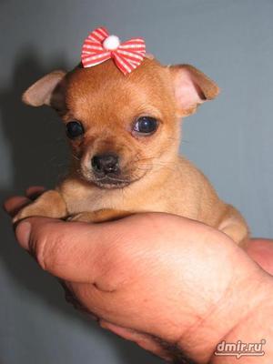 גורי צ'יוואווה יפים - תמונות