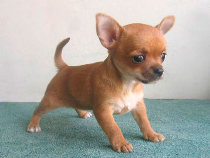 גורה בגיל צעיר - גורי צ'יוואווה מיני.