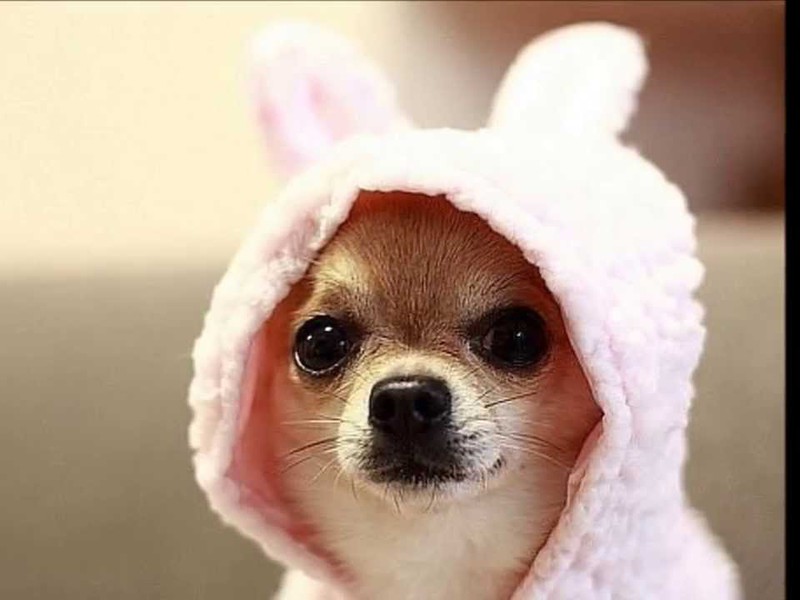 מיני צ'יוואווה - תמונות מצחיקות של כלבים