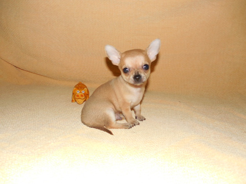 צ'יוואווה - איפה לקנות גור