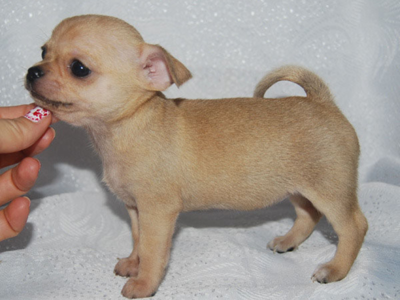 הסופר מיני צ'יוואווה הוא הזן הקטן ביותר בגזע.