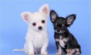 בתי גידול צ'יוואווה בתי צ'יוואווה מציעים גורים של הכלבים הנפלאים האלה.