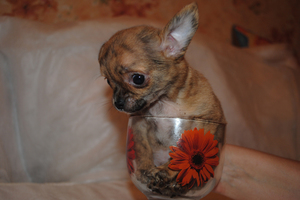 גור צ'יוואווה מיני מיני כלב צ'יוואווה מיני-מיני הוא גור מגזע מיניאטורי.