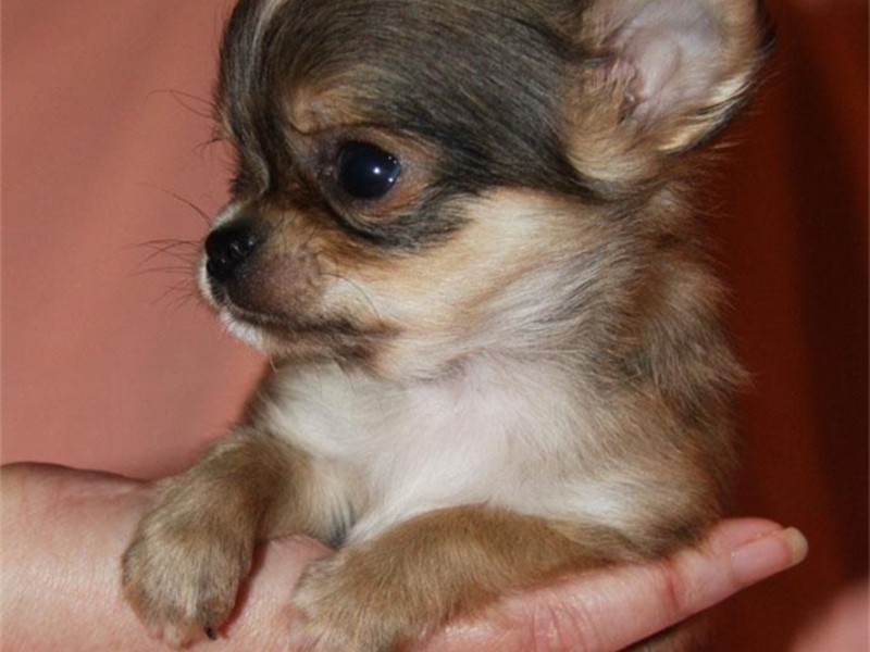 מיני צ'יוואווה - תמונה של כלב מיני צ'יוואווה הם כלבים קטנים מאוד.