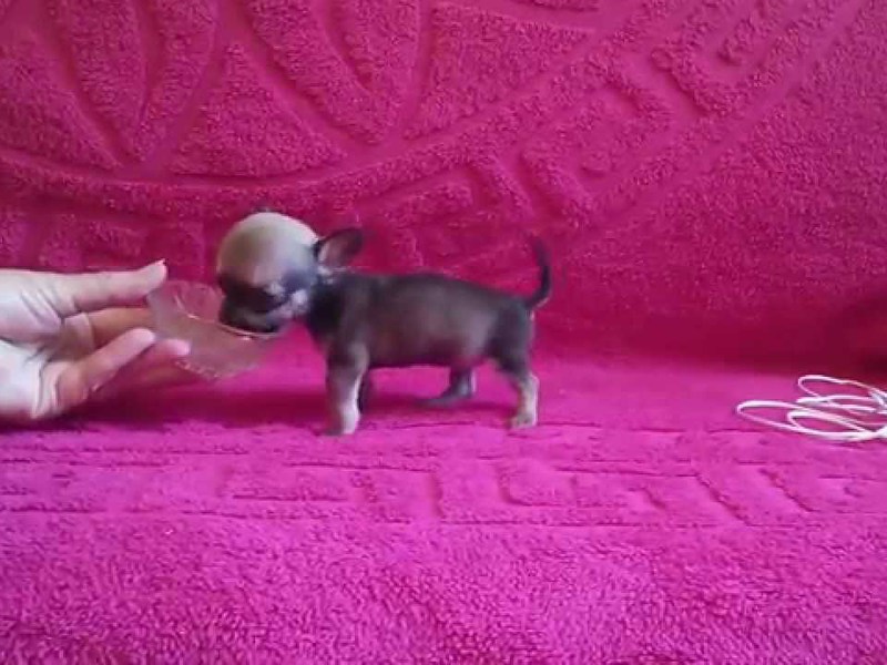 גורת צ'יוואווה סופר מיניאטורית גורי צ'יוואווה מיניאטוריים - הכלבים הקטנים האלה כל כך חמודים