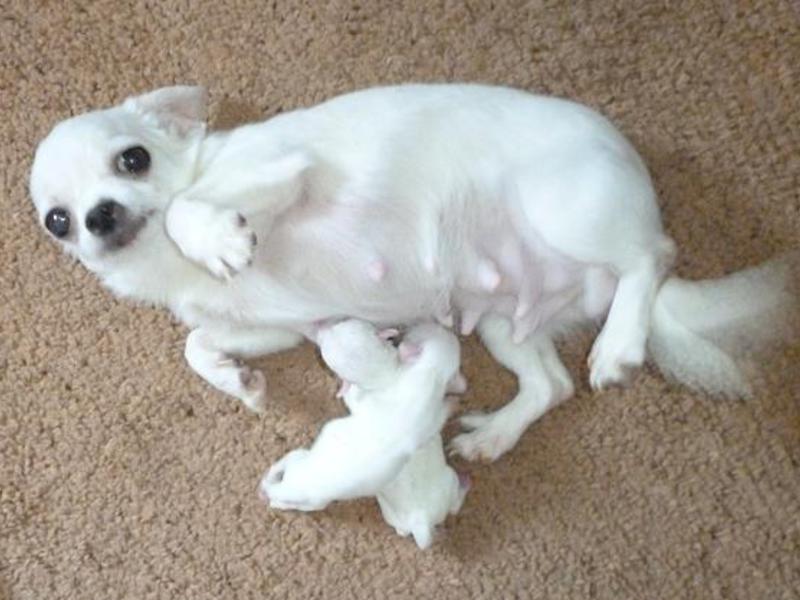 גורי צ'יוואווה מיני ומיקרו גורי צ'יוואווה -