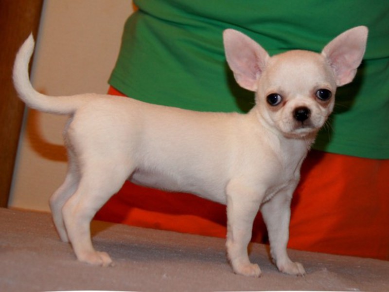 הגזע הקטן ביותר בעולם הכלבים הקטנים ביותר הם הצ'יוואווה.