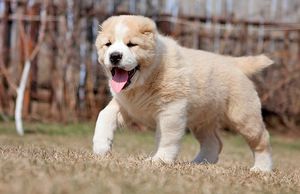 אלבאי: ביקורות בעלים ומאפייני גזע