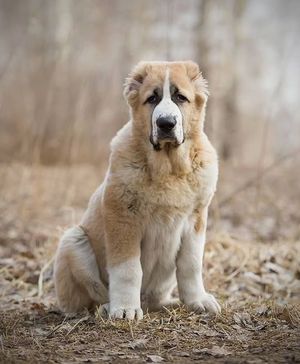 כלבי אלבאי הם שומרים, רועים, ציידים ומטפלות.