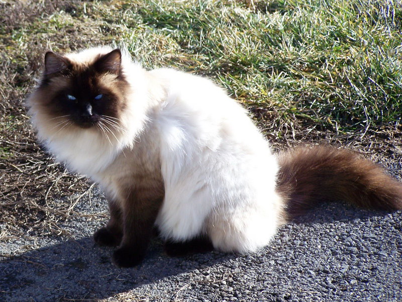 איך נראים חתולי בורמזים? תיאור גזע החתולים הבורמזיים