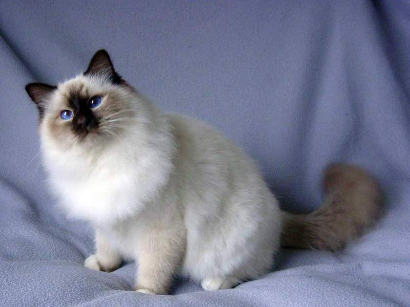 מה צבע הפרווה של חתולי בורמזים? וריאציות צבע של חתולים בורמזים