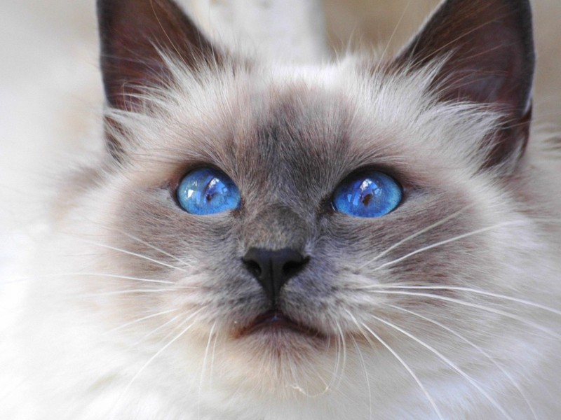 מה צבע העיניים של חתולי בורמזים? מאפייני צבע עיניים של חתולים בורמזים