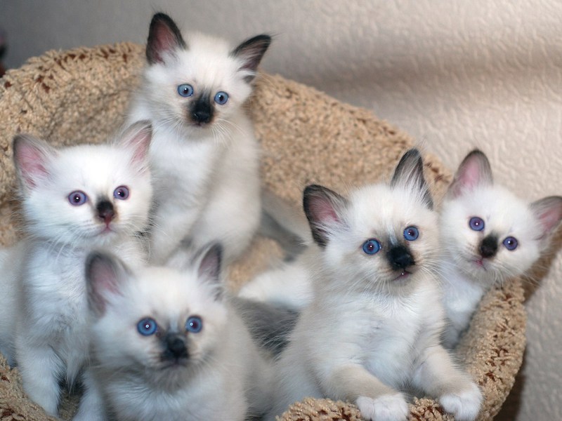 איך נראים גורי חתולים בורמזים? תיאור של גורי חתולים בורמזים