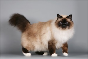 כיצד נוצר גזע החתולים הבורמזיים? מקור גזע החתולים הבורמזיים