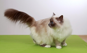 מהי האגדה על חתולי בורמזים קדושים? תיאור האגדה של חתולי הבורמזים הקדושים